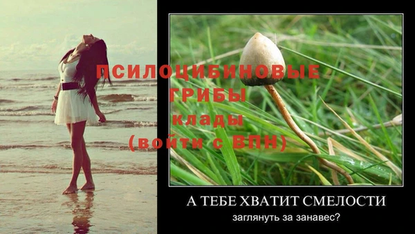 сатива Аркадак